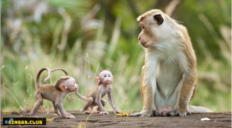 Mơ thấy những chú khỉ là điềm dữ hay điềm báo lành?